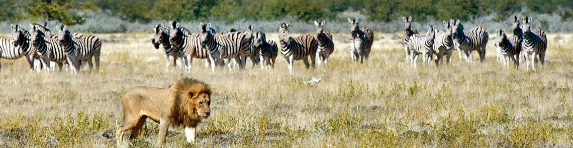 Individual Safari durch Namibia oder Botswana